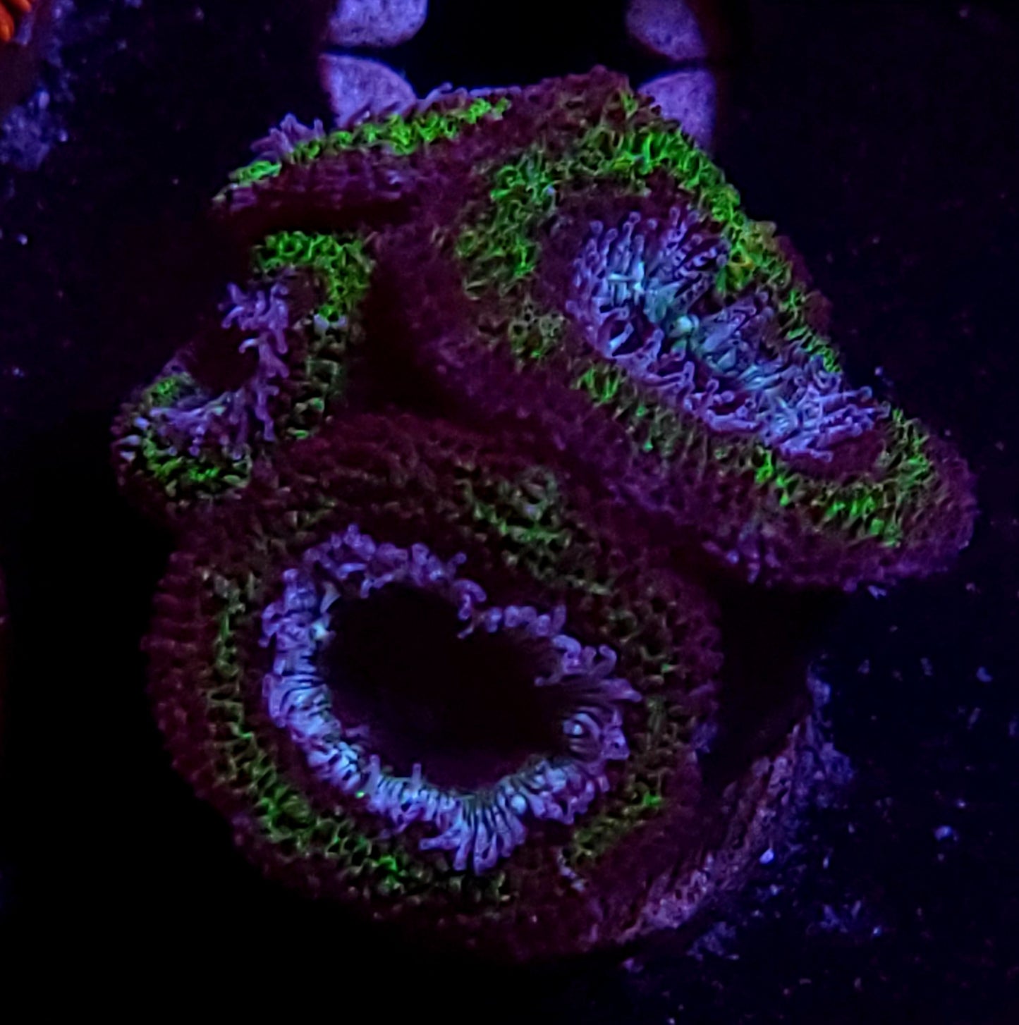 DBC UFO acan