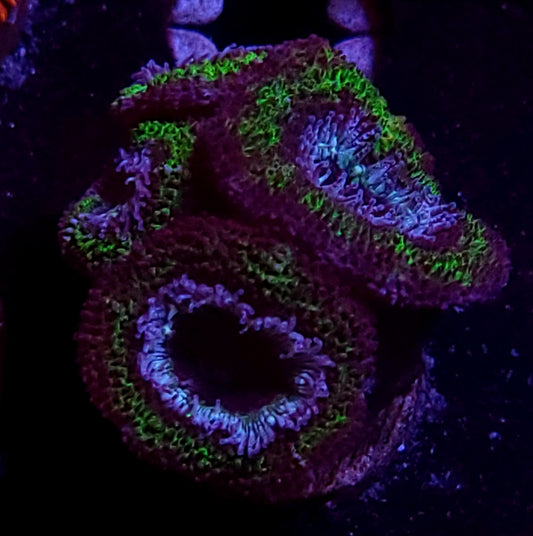 DBC UFO acan