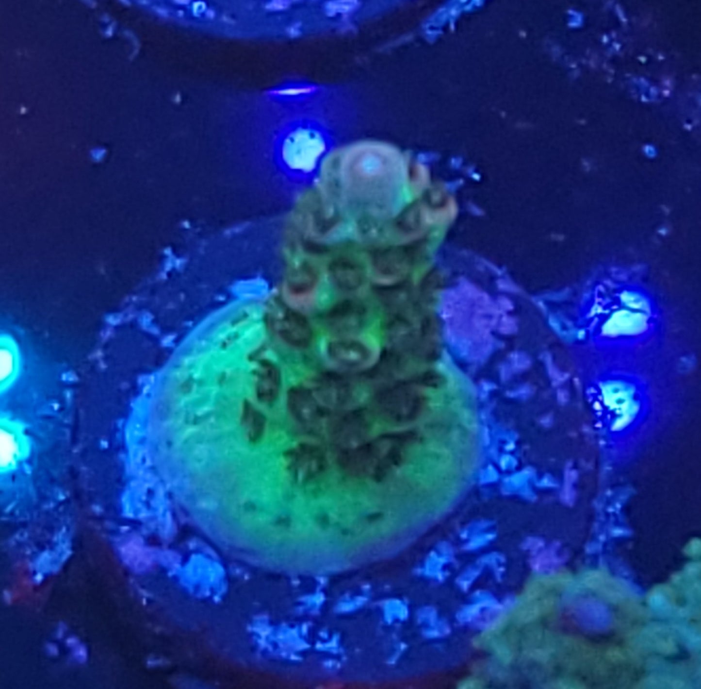 No Name acro