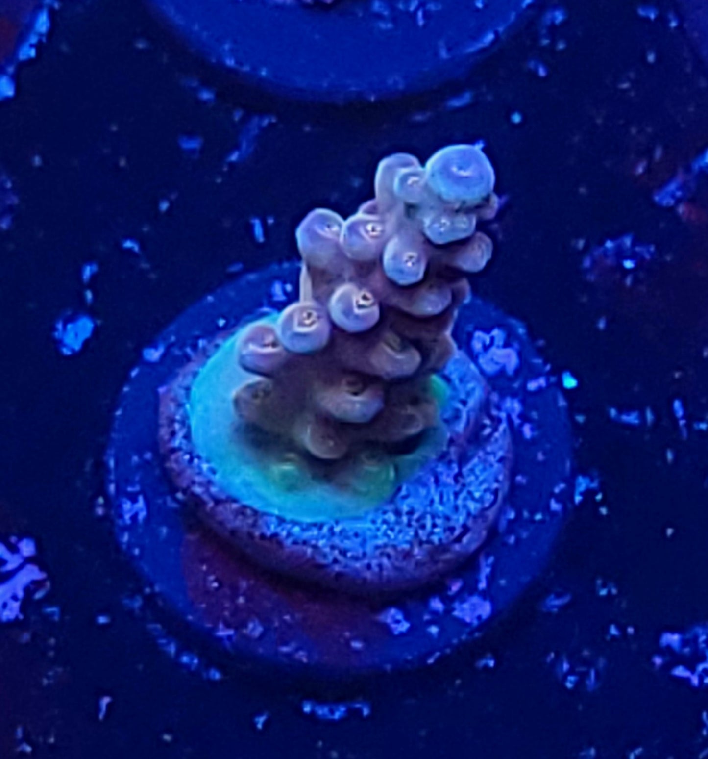 No name acro