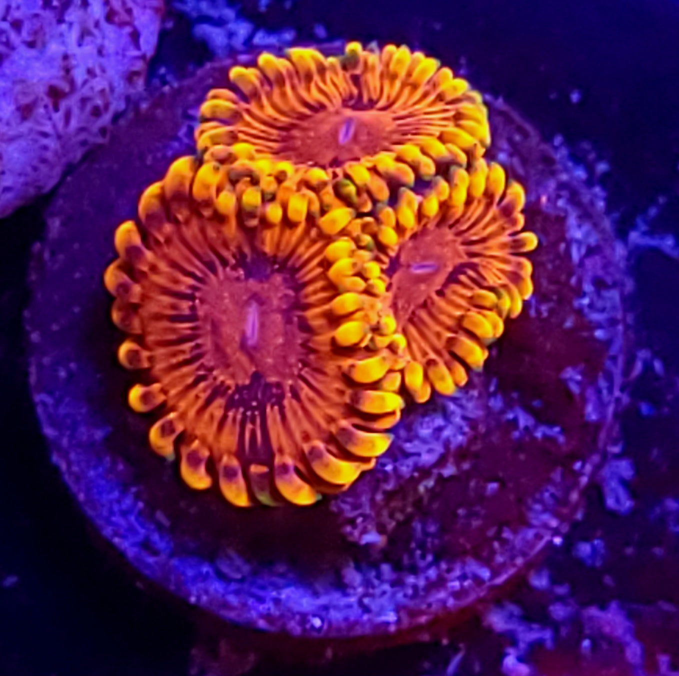 El Corazon zoas