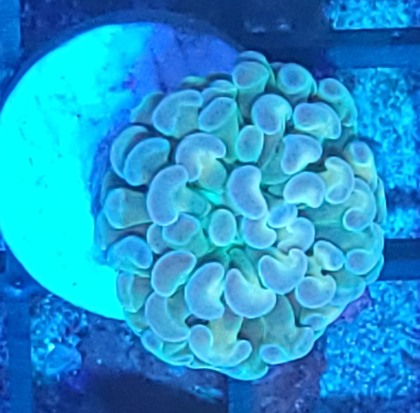 Hologram hammer