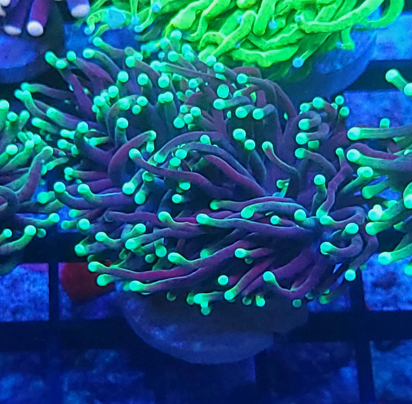 Aussie Torch
