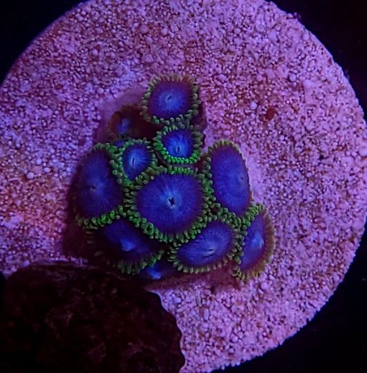 Blue orgasm zoas