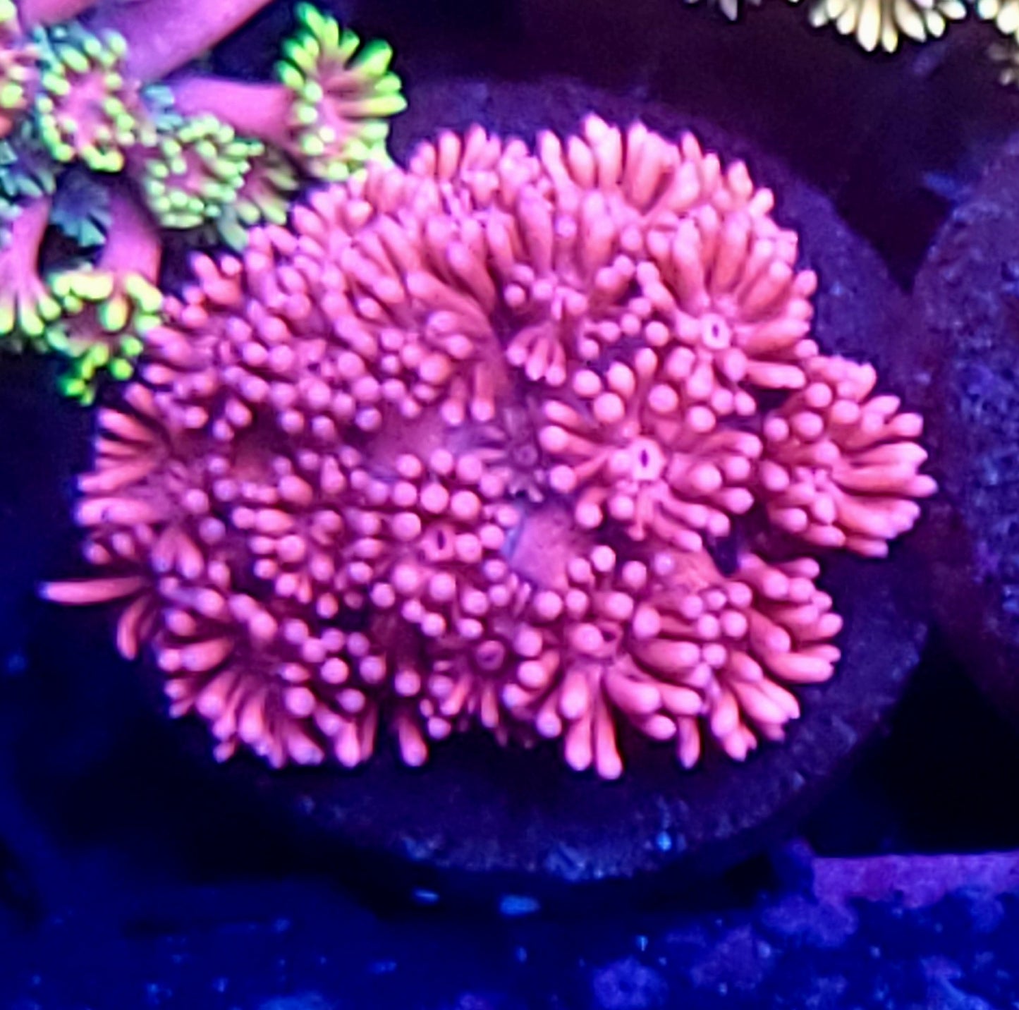 DBC Stinky Pinky Goni