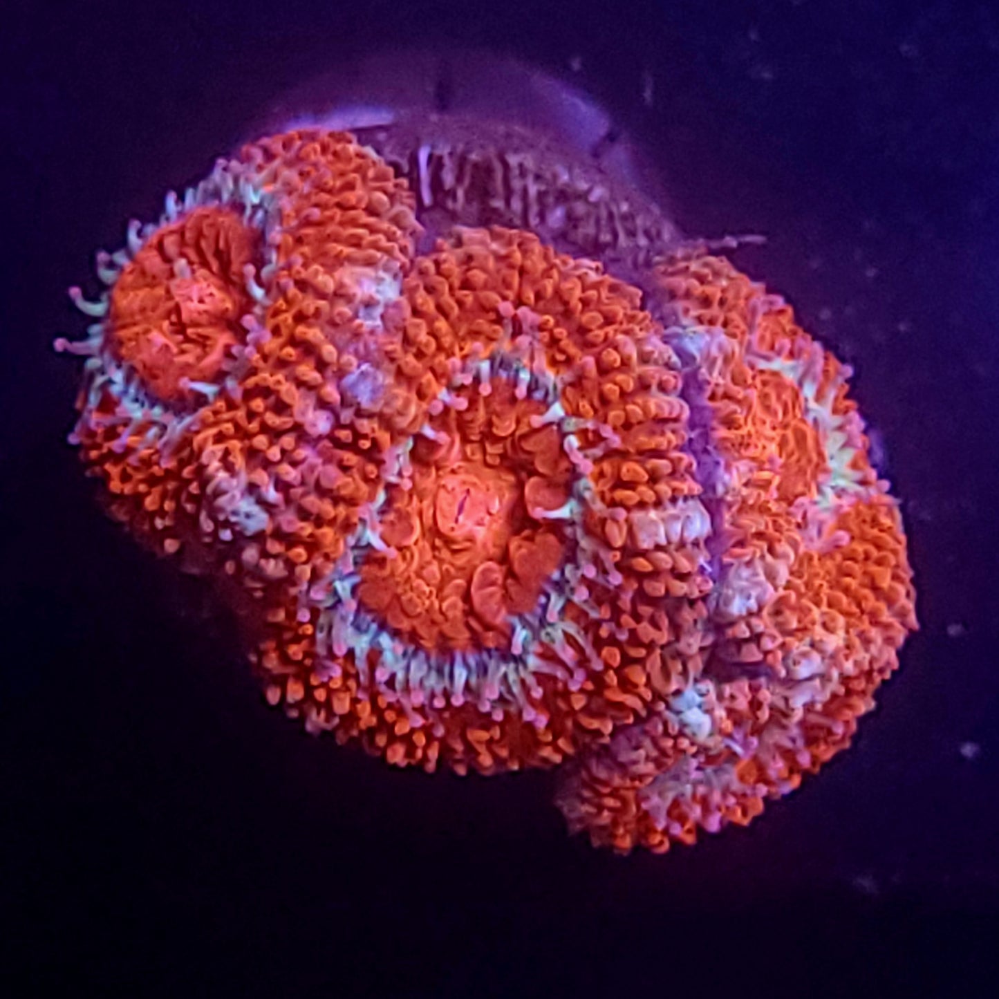 Cherry acans