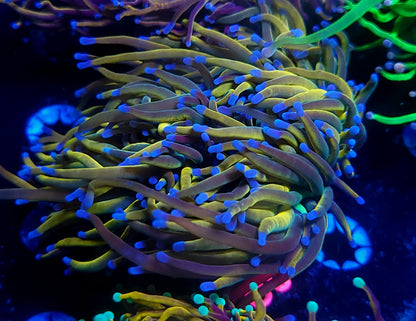 Rapunzel HG - splitting 3 heads