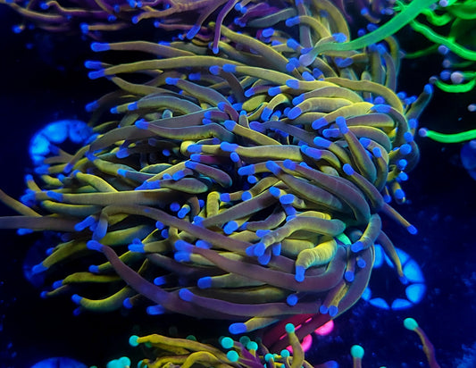 Rapunzel HG - splitting 3 heads