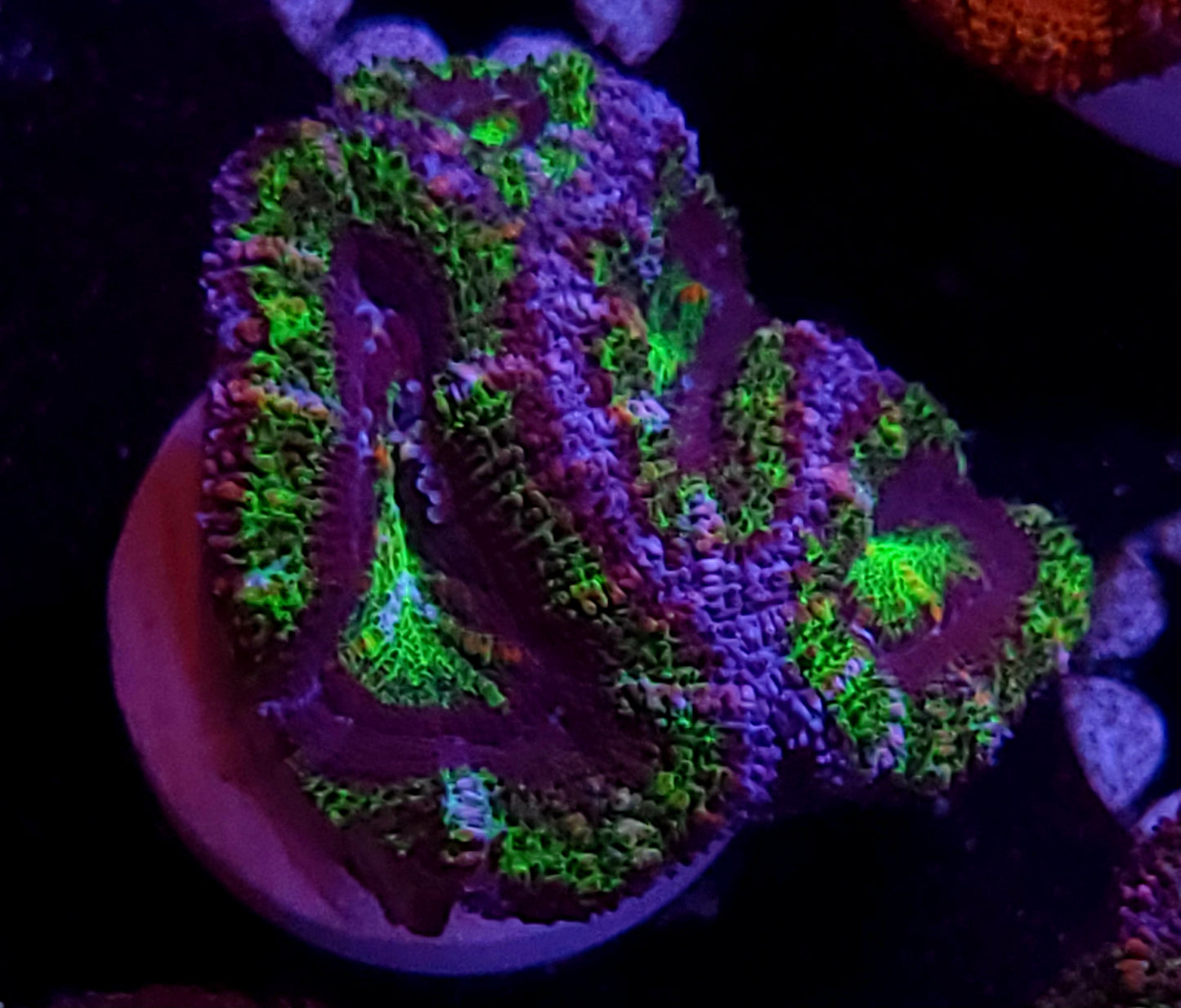 DBC UFO acan