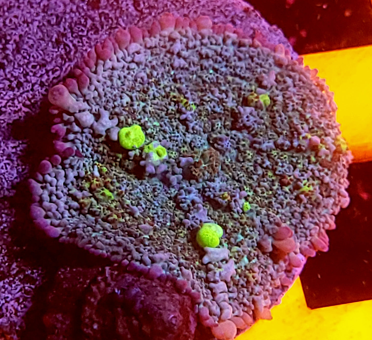 Circus bounce mushroom