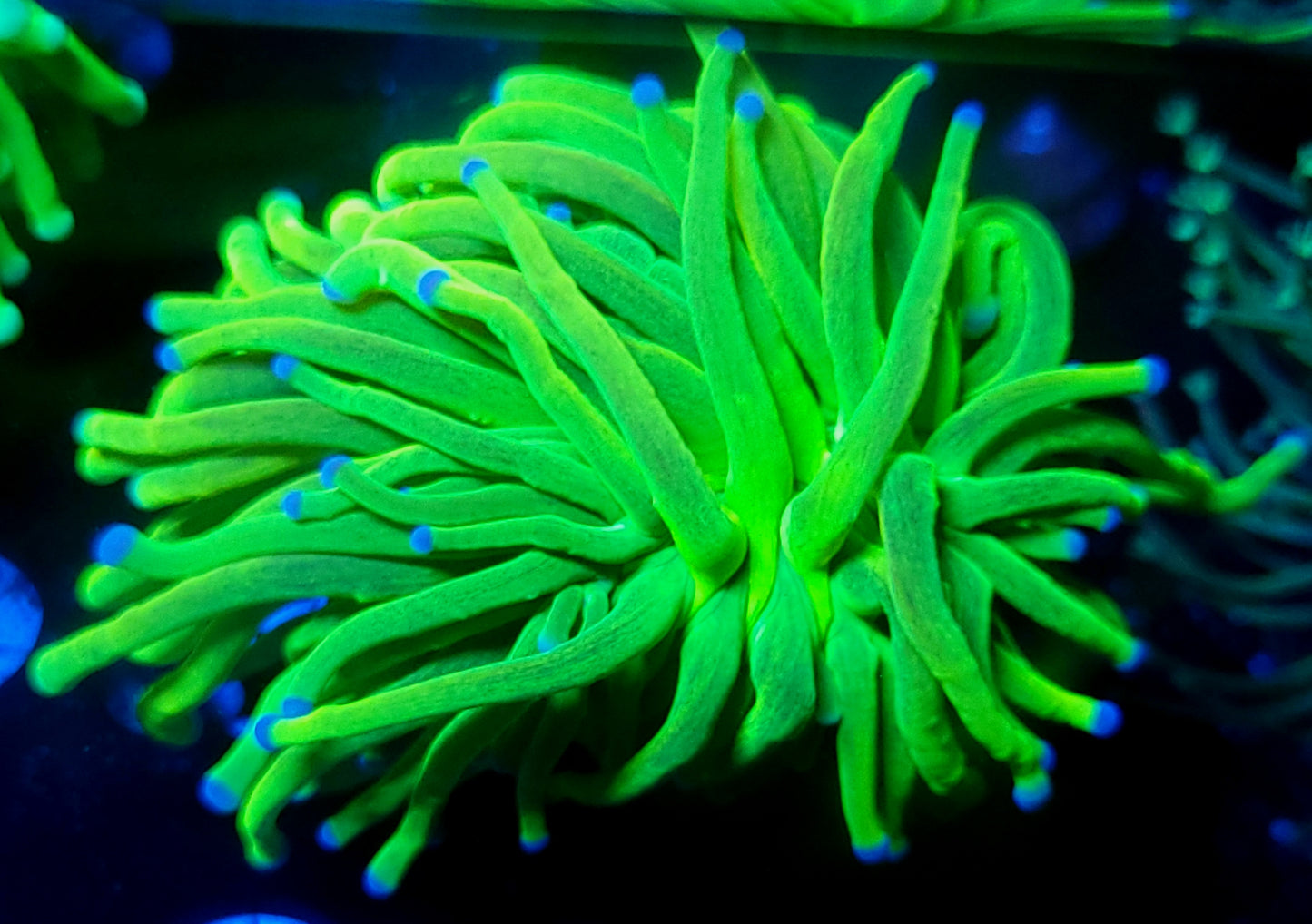 Glitter Holy Grail Torch