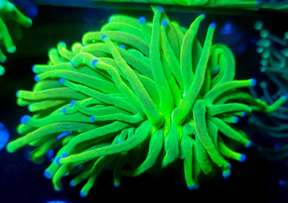 Glitter Holy Grail Torch