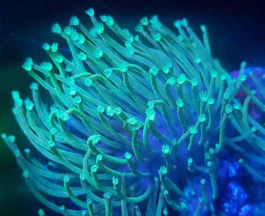 Weeping willow leather