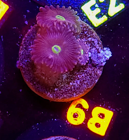 Zoa plug