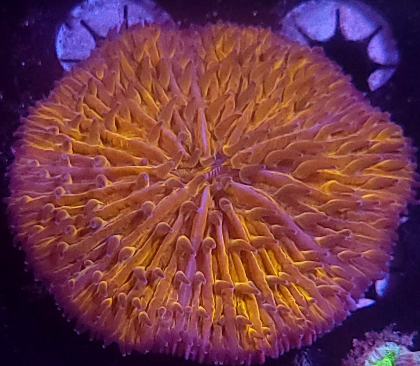 Orange striped plate