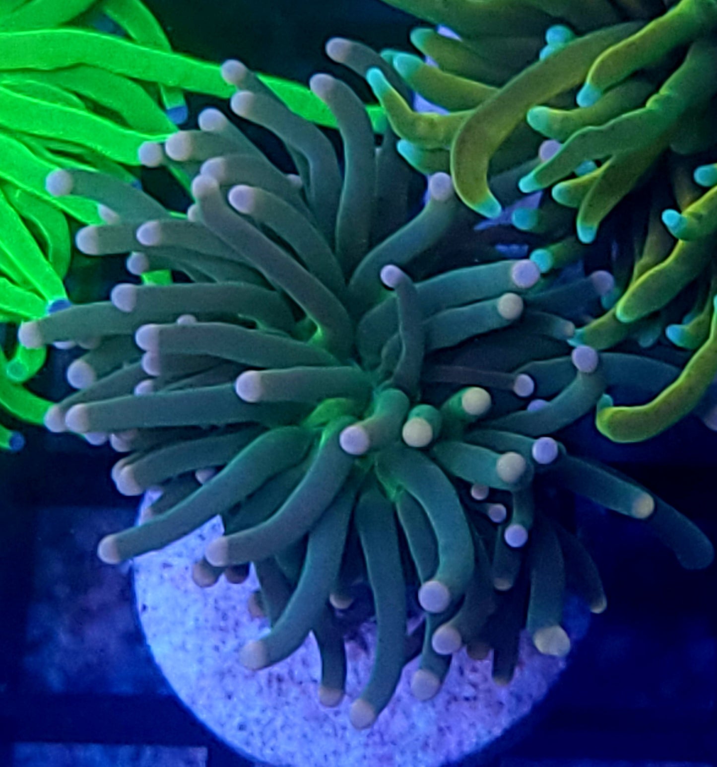 Pink tip torch
