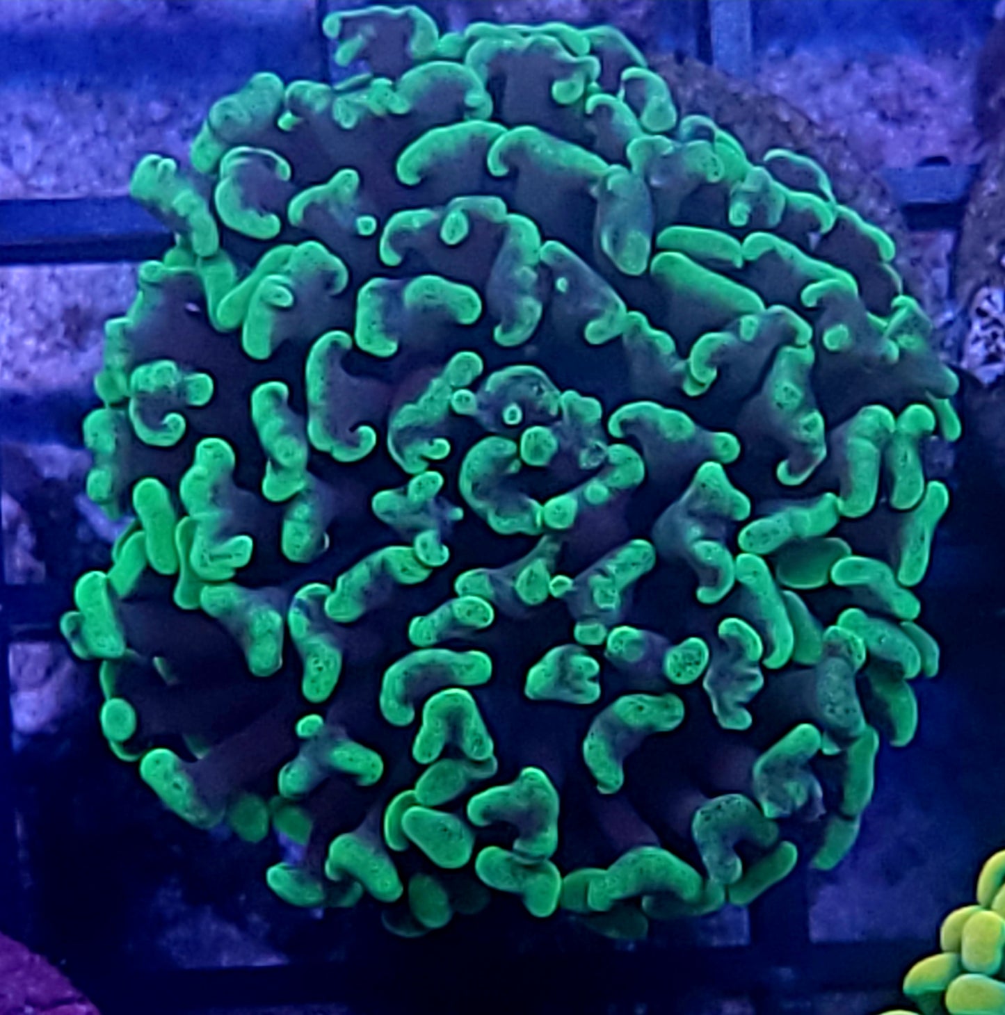 Mint hammer