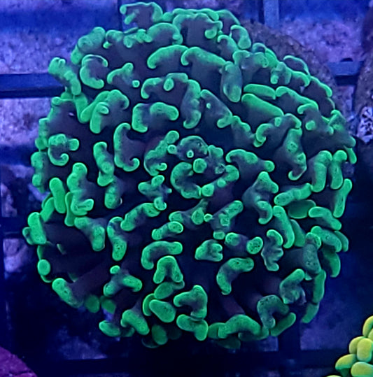 Mint hammer