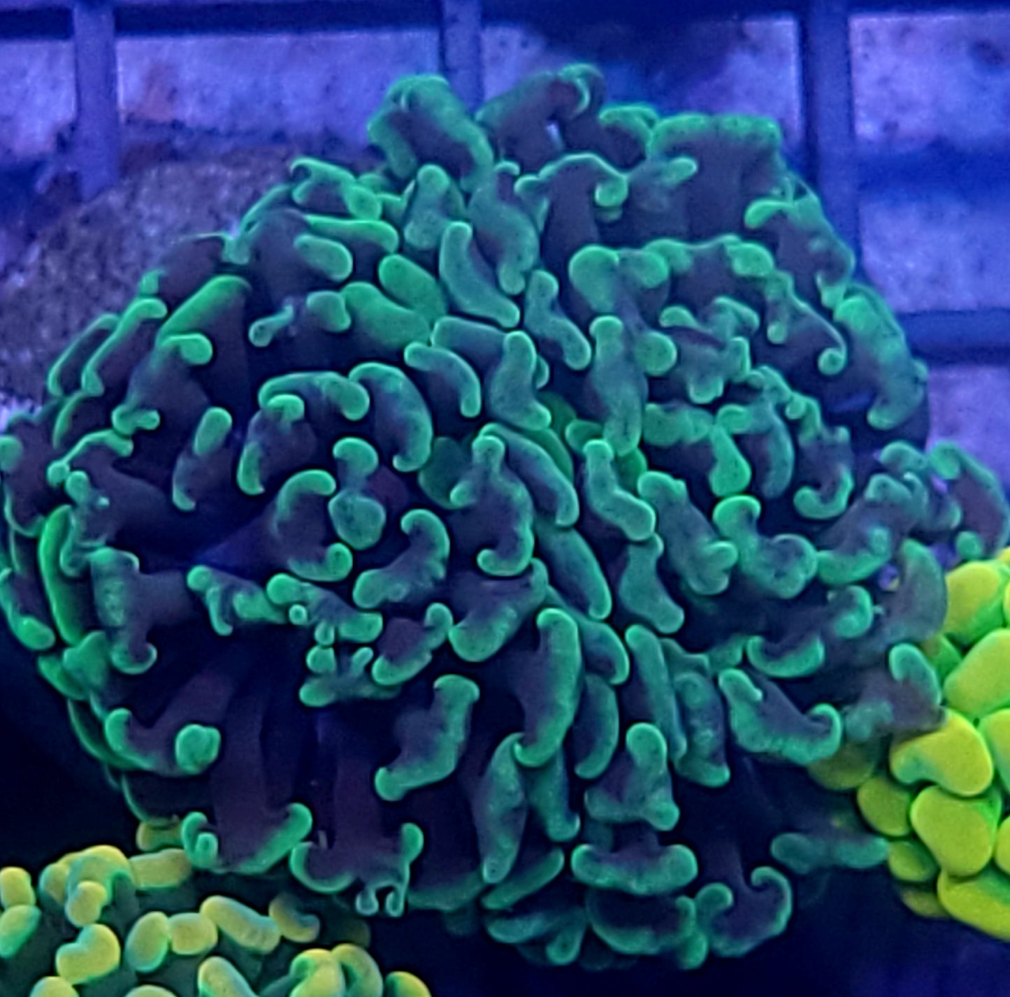 Mint hammer