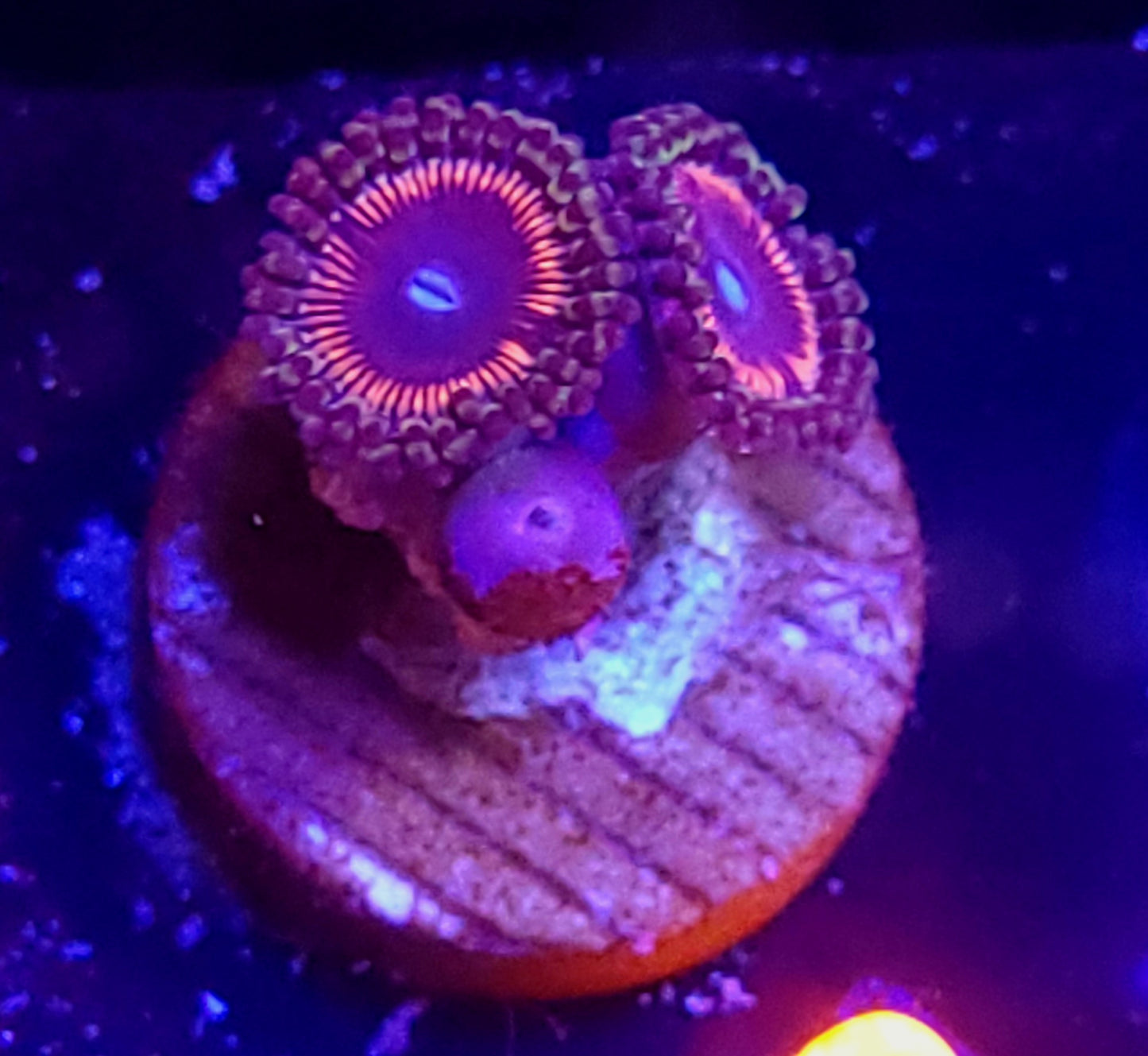 Zoa plug