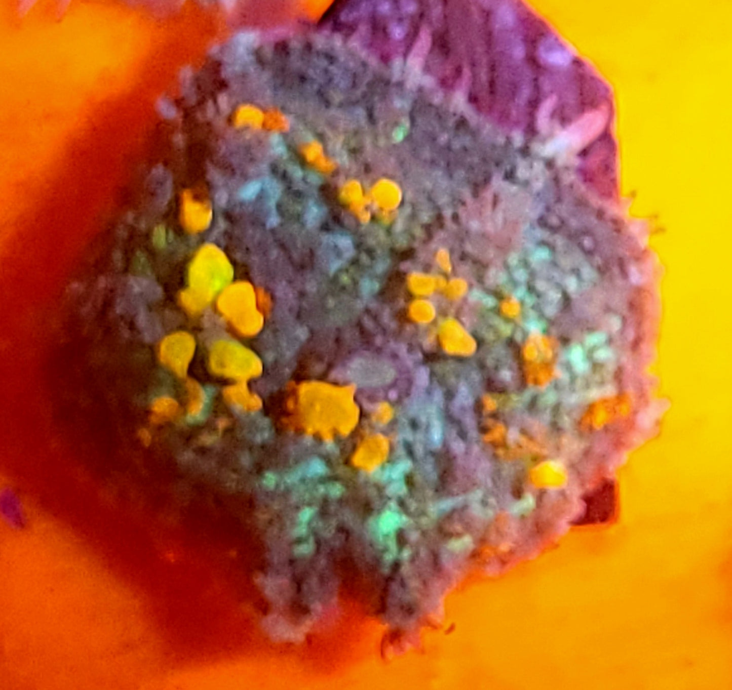 OG bounce mushroom