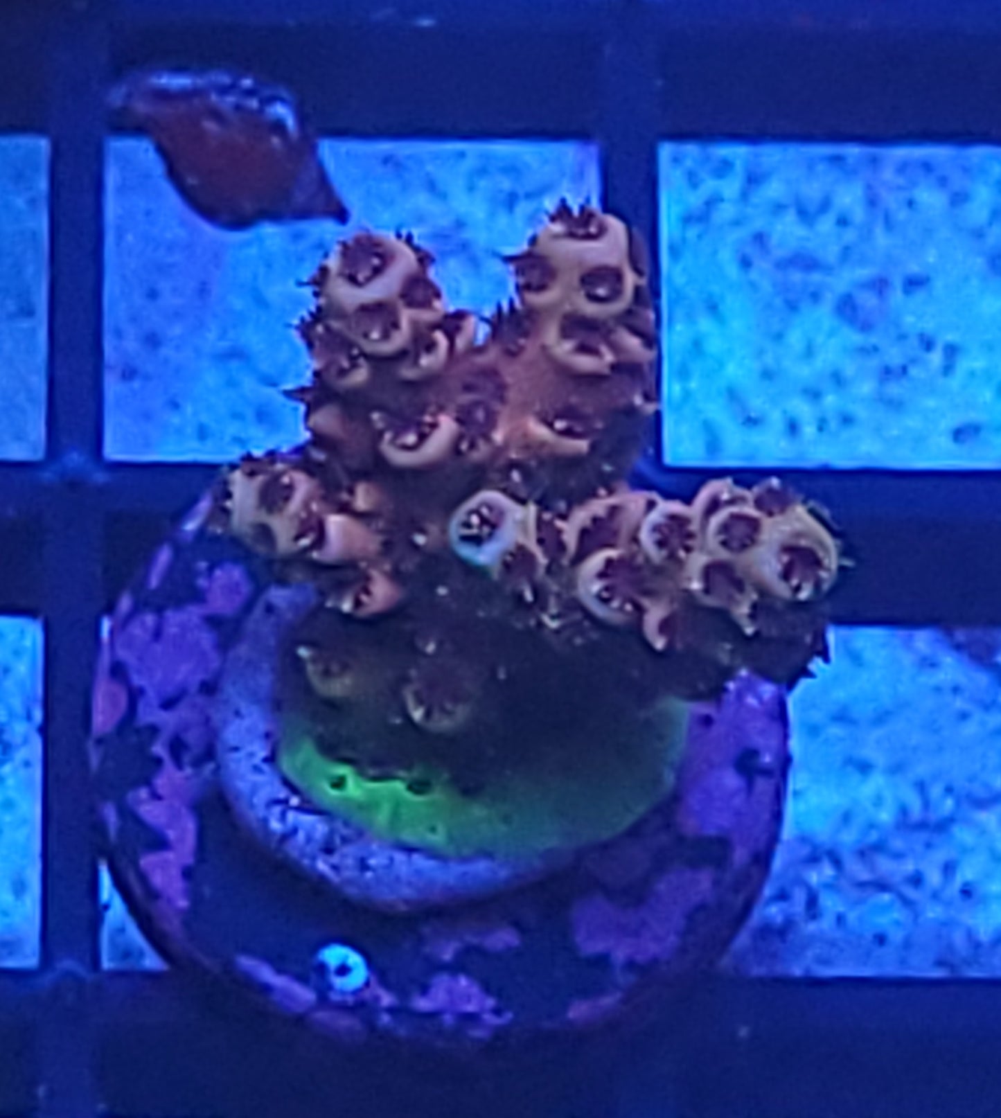 Multi branch acro