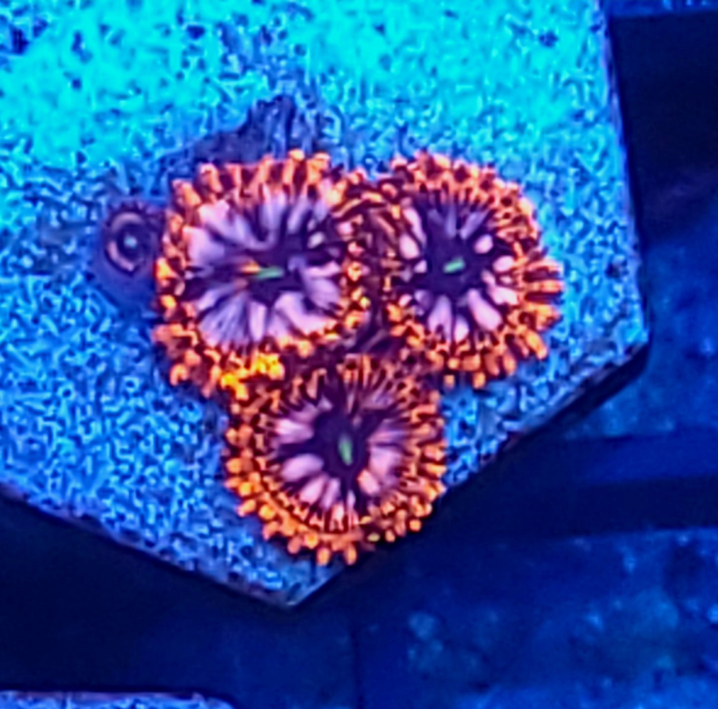 Utter chaos zoas