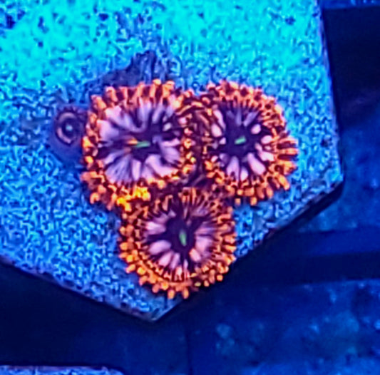Utter chaos zoas
