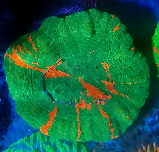 Bleeding Apple Scoly