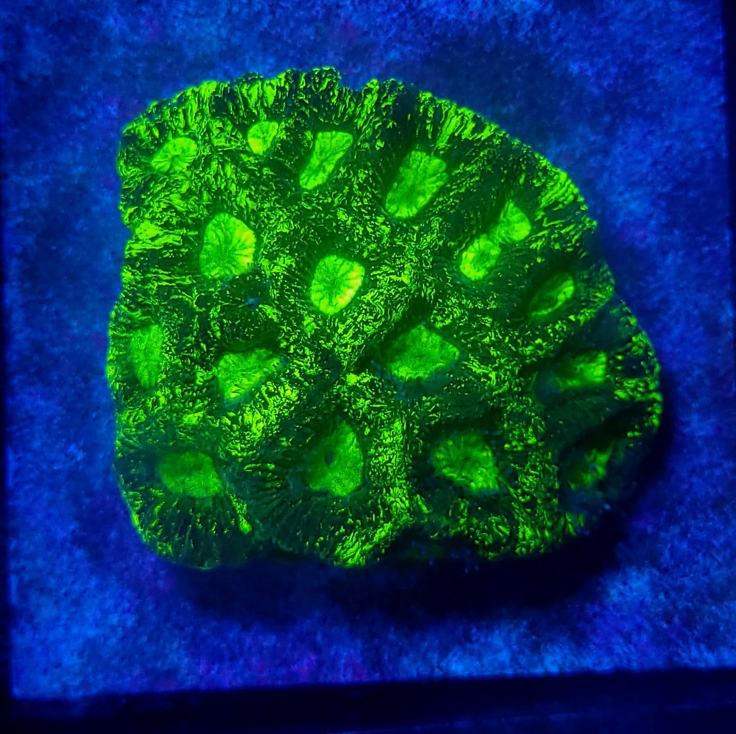 Toxic Splatter goniastrea