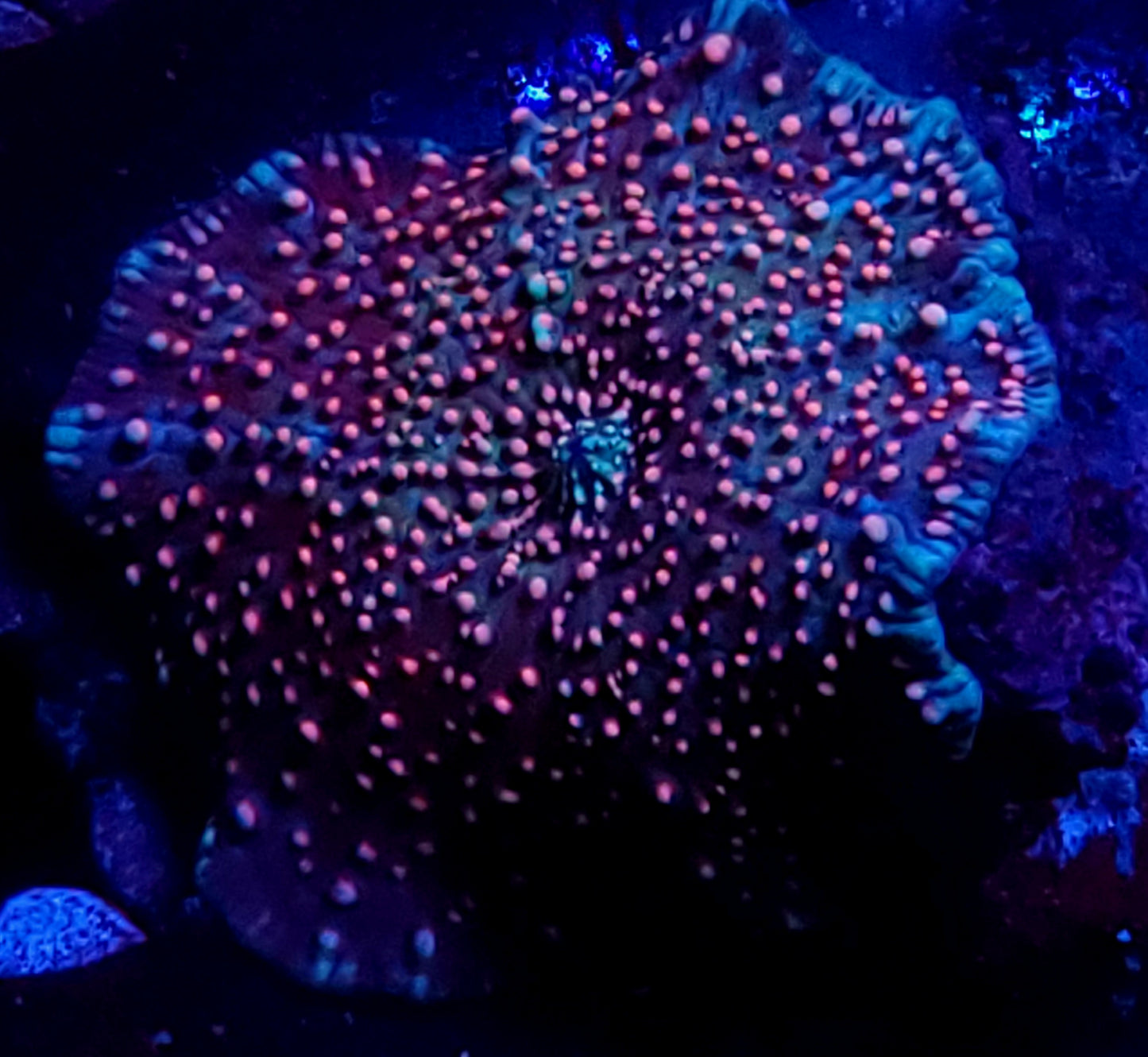 Rainbow Interstellar mushroom