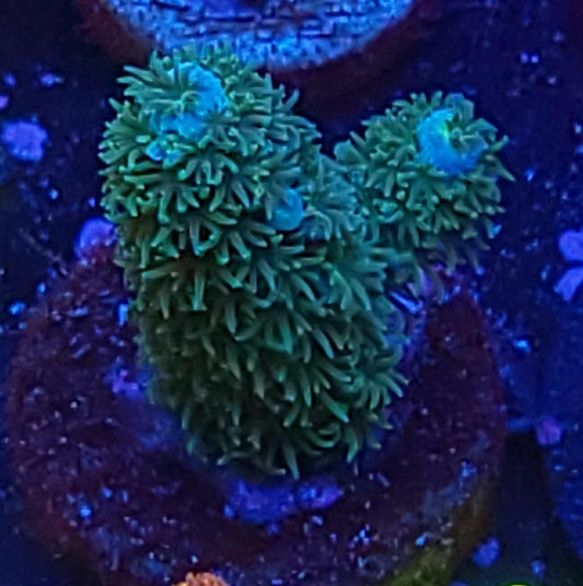 DBC The Teal Deal