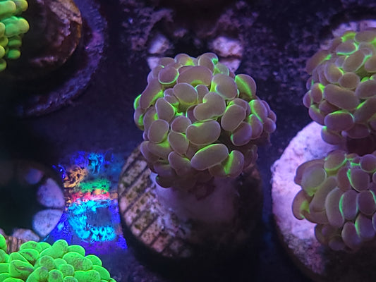 Hologram hammer