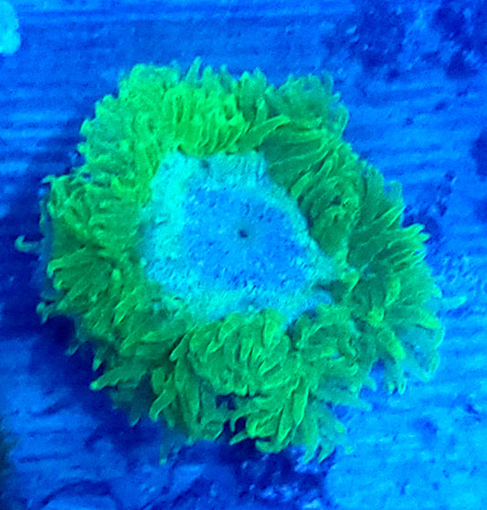 Lemon lime rock flower