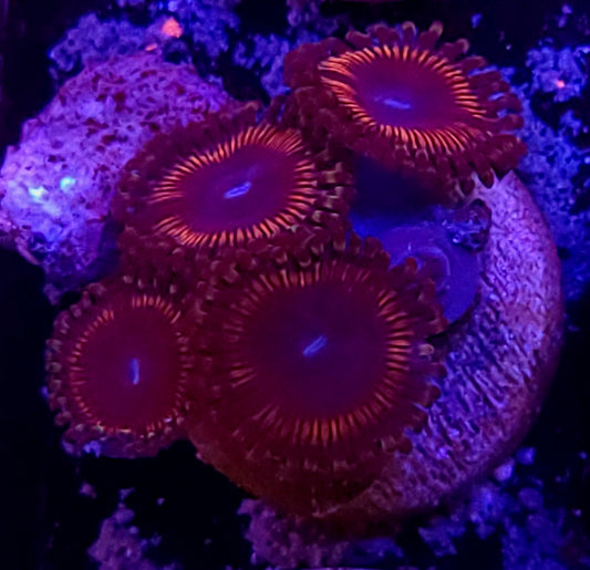 Zoa plug