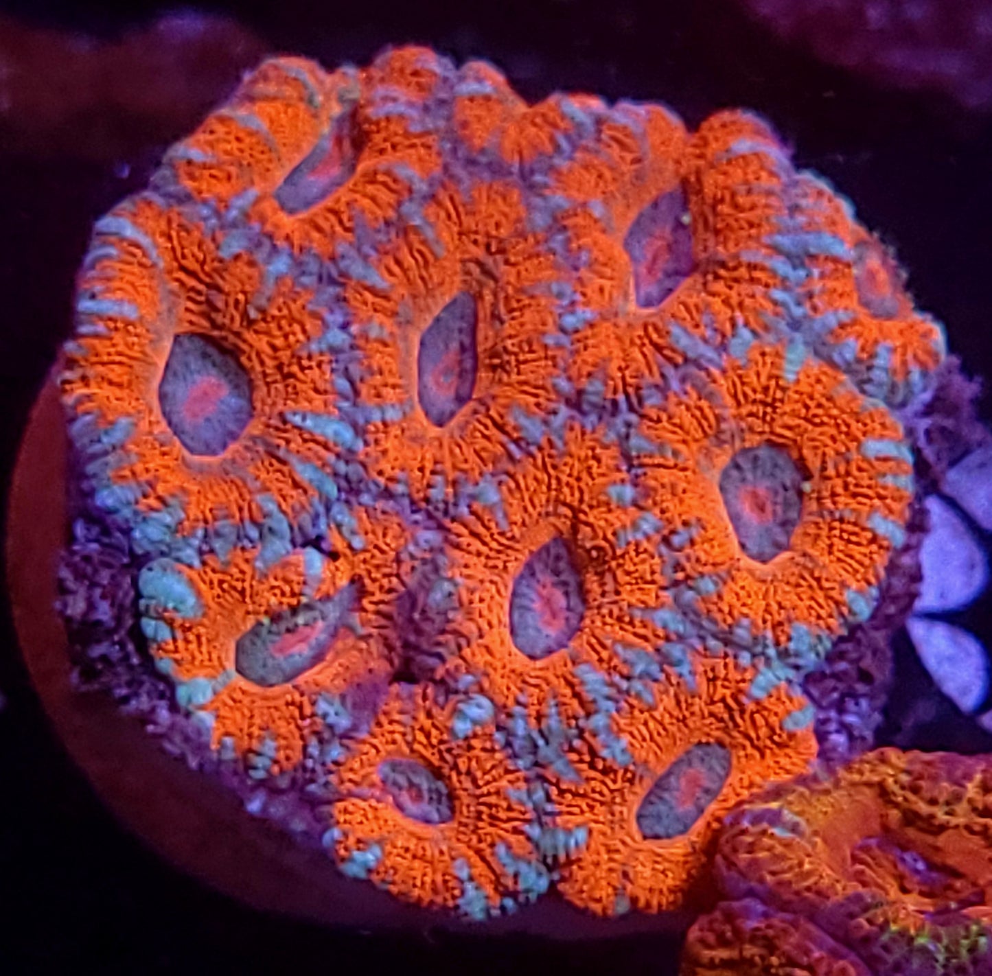 DBC blue lace micromussa
