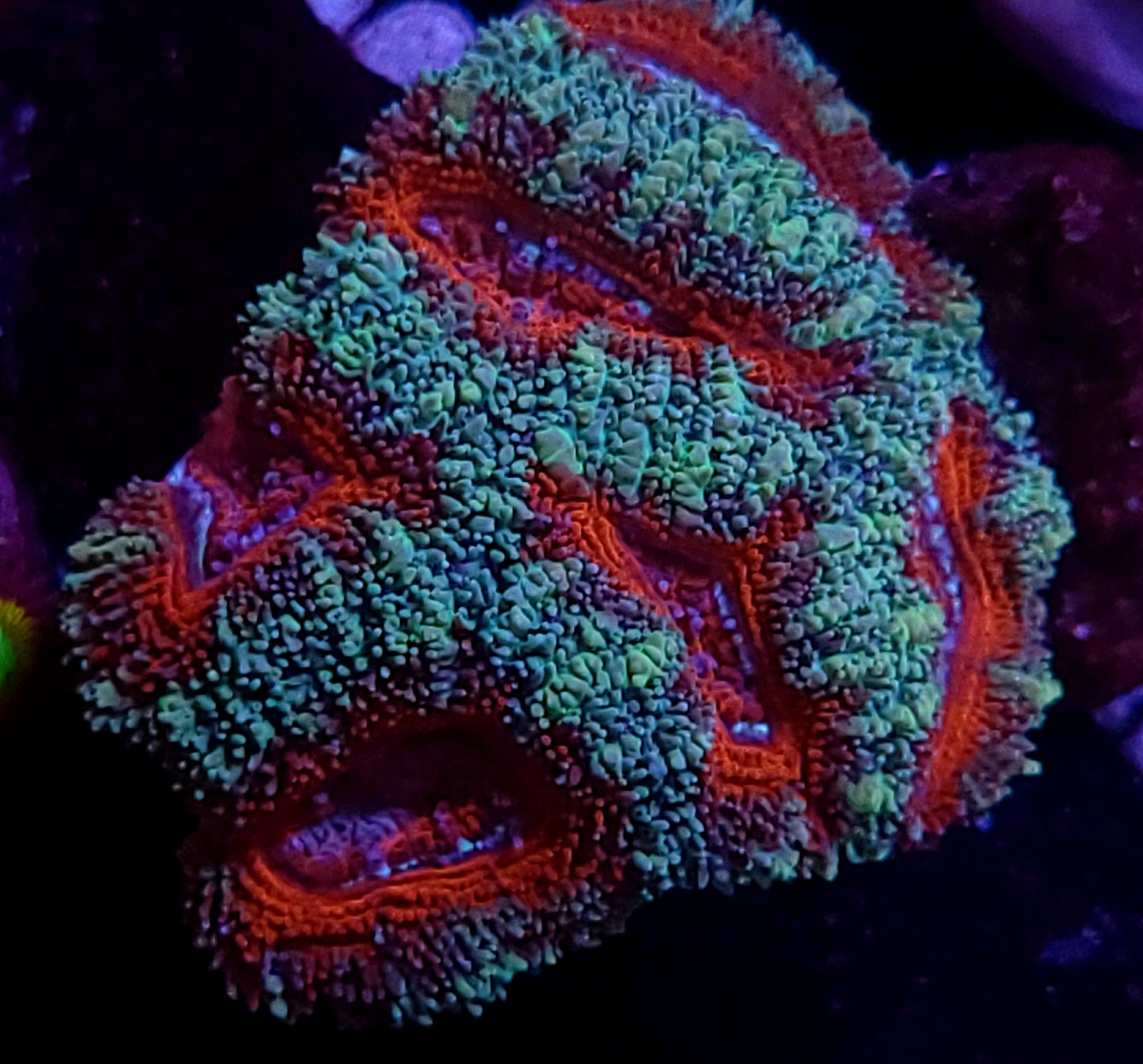 DBC fire and ice acan