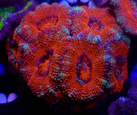 Sweet Cherry Acan mini colony