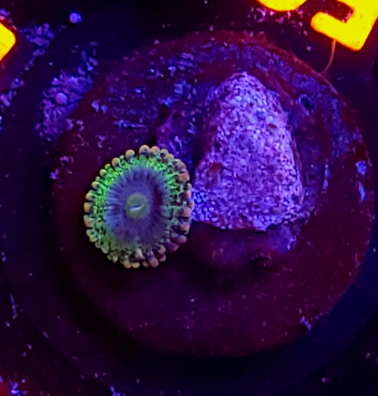 Rainbow Rhino zoa