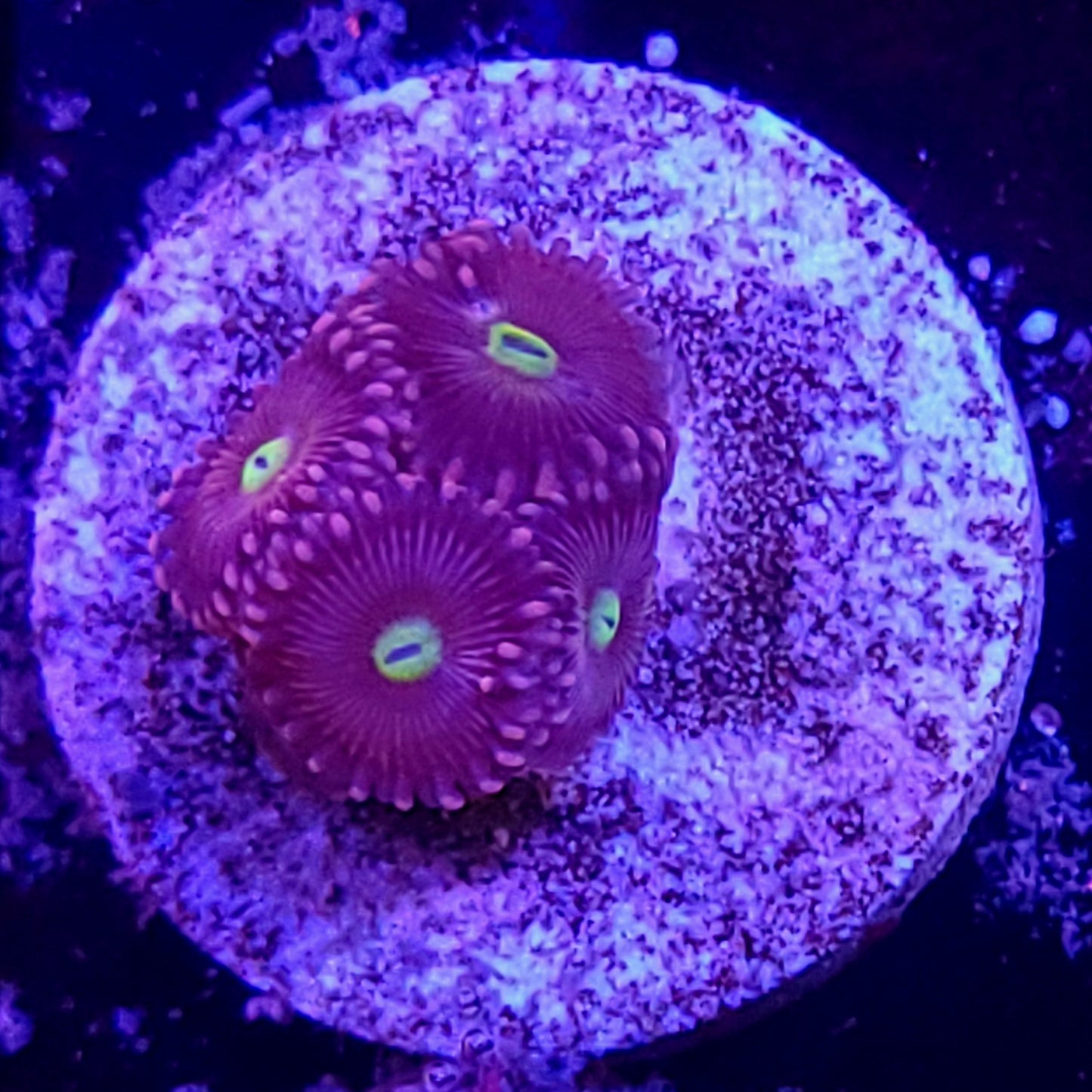 Zoa plug