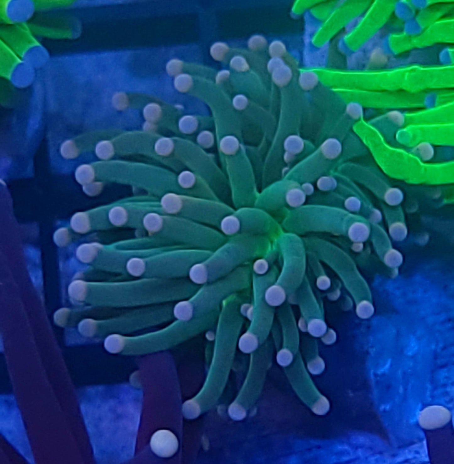 Pink tip torch