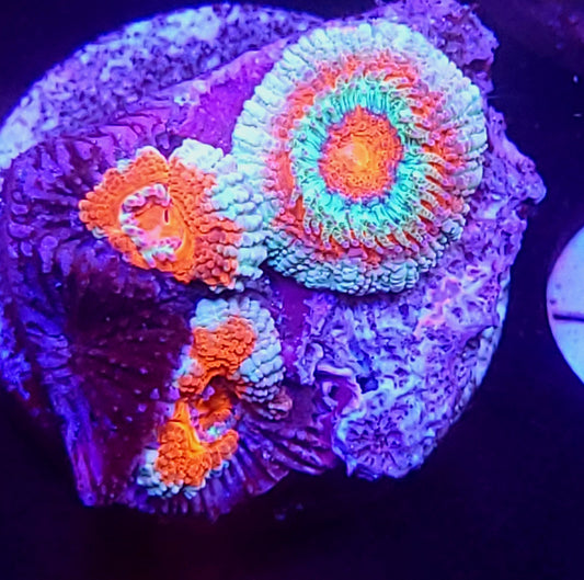 Mystic Sunset acan