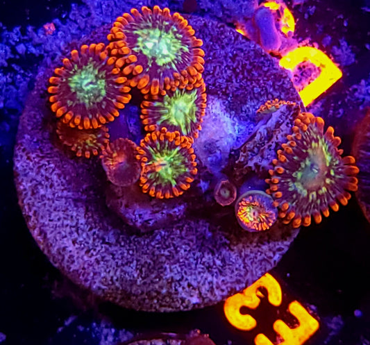 Fireball zoas