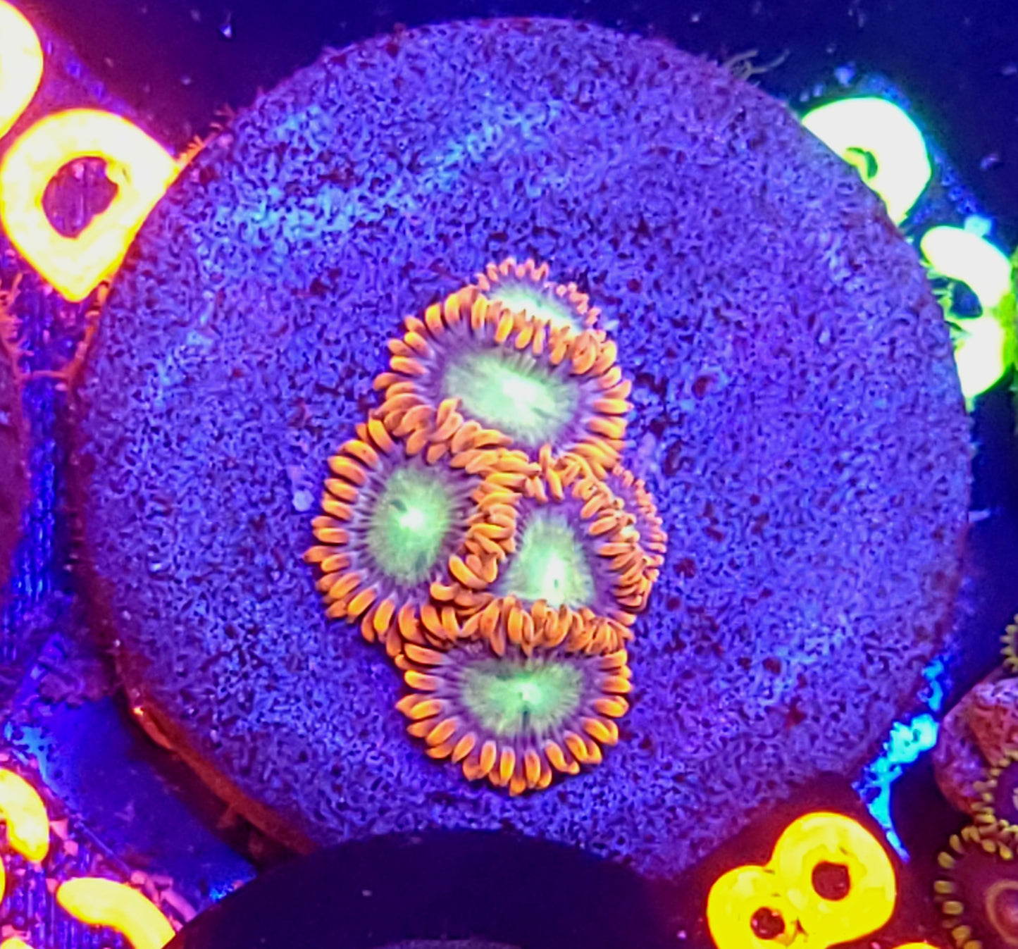 Fireball Zoa plug