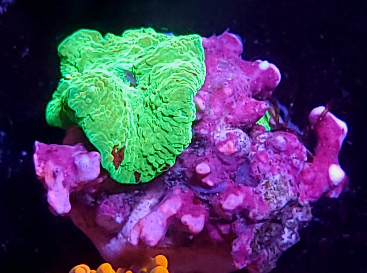 Electus jawbreaker with baby