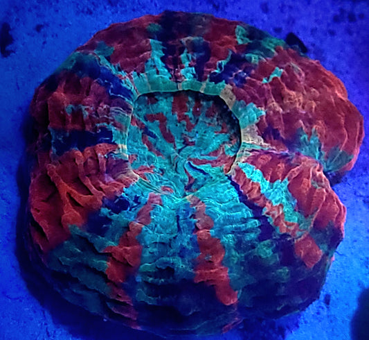 Ultra rainbow acantho with yellow mouth
