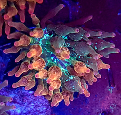 Nexus Burst anemone pinwheel pattern (rare)