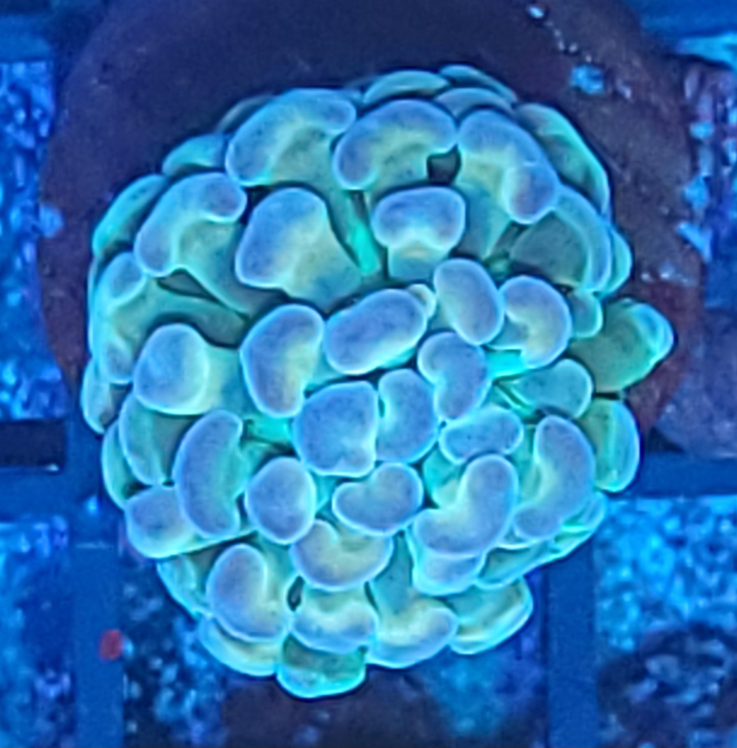 Hologram hammer