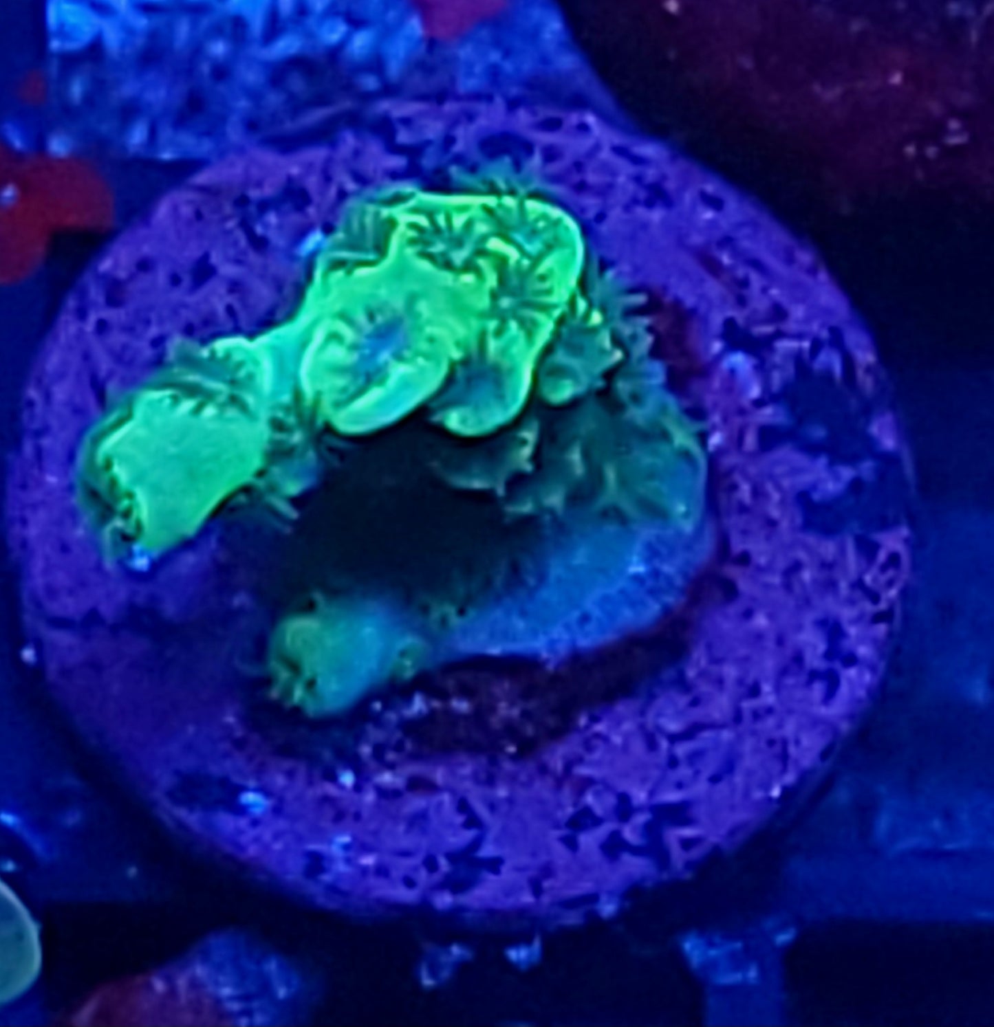 Green stick SPS
