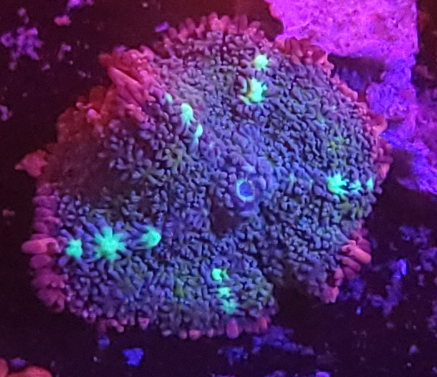 Rainbow carpet mushroom